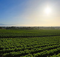 GREENSTONE VINEYARDS - Tweed Heads Accommodation