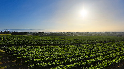 GREENSTONE VINEYARDS - Tweed Heads Accommodation 0