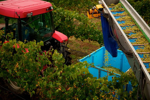 GREENSTONE VINEYARDS - Tweed Heads Accommodation 3