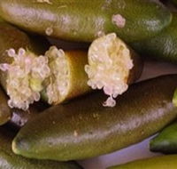 Sandy Creek Olives and Finger Limes - Tweed Heads Accommodation