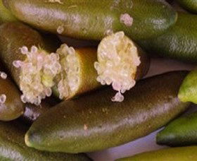 Sandy Creek Olives And Finger Limes - Tweed Heads Accommodation 0