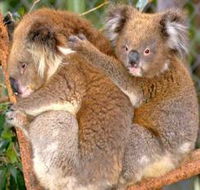 Shoalhaven Zoo - Tweed Heads Accommodation