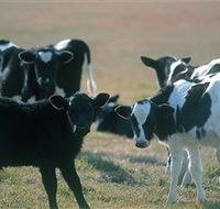 Bodalla Dairy Cheese Factory - Tweed Heads Accommodation