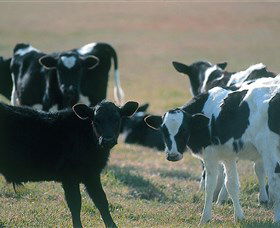 Bodalla Dairy Cheese Factory - Tweed Heads Accommodation 0