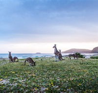 Pebbly Beach - Tweed Heads Accommodation