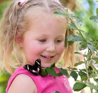 Coffs Harbour Butterfly House - Tweed Heads Accommodation
