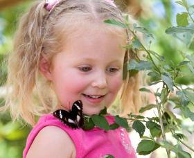 Coffs Harbour Butterfly House - Tweed Heads Accommodation 0