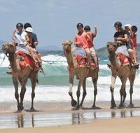 Camel Rides with Coffs Coast Camels - Tweed Heads Accommodation