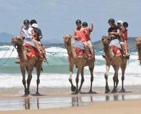 Camel Rides With Coffs Coast Camels - Tweed Heads Accommodation 0