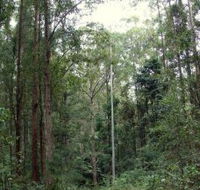 Bongil Bongil National Park - Tweed Heads Accommodation