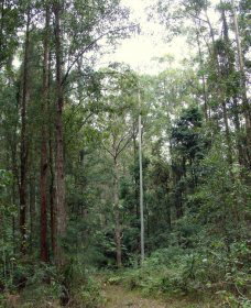 Bongil Bongil National Park - Tweed Heads Accommodation 0