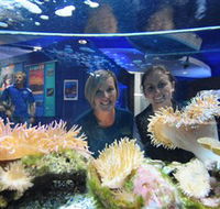 Solitary Islands Aquarium - Tweed Heads Accommodation