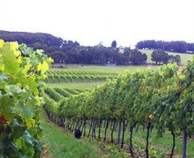Banjo's Run Winery And Vineyard - Tweed Heads Accommodation 0