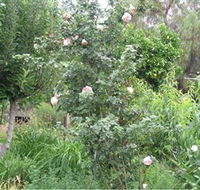 Tombstone Estate Vineyard - Tweed Heads Accommodation