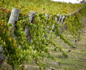 Moothi Estate Vineyard And Cellar Door - Tweed Heads Accommodation 1