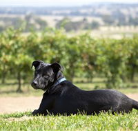 Moothi Estate Vineyard and Cellar Door - Tweed Heads Accommodation