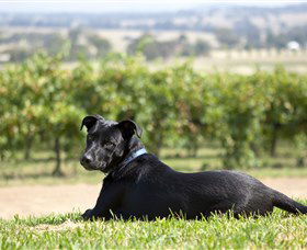 Moothi Estate Vineyard And Cellar Door - Tweed Heads Accommodation 0