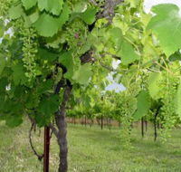 Holland Wines - Tweed Heads Accommodation