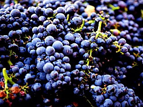 Nandroya Vineyard - Tweed Heads Accommodation 0