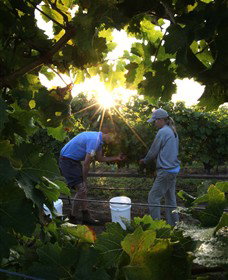 Oakdene Vineyards Restaurant And Cellar Door - Tweed Heads Accommodation 0