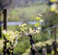Stonier Wines - Tweed Heads Accommodation