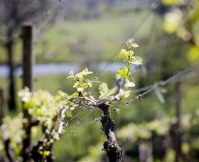 Barrgowan Vineyard - Tweed Heads Accommodation 0