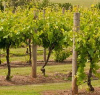 Mt Coghill Vineyard - Tweed Heads Accommodation