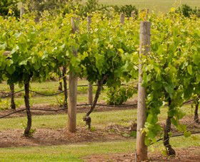Mt Coghill Vineyard - Tweed Heads Accommodation 0