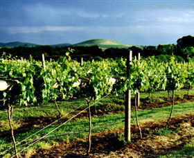Mt Coghill Vineyard - Tweed Heads Accommodation 1