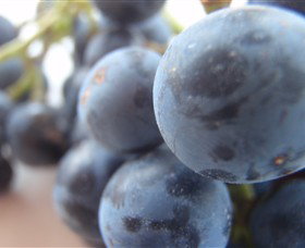 Cannibal Creek Vineyard - Tweed Heads Accommodation 2