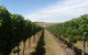 Cannibal Creek Vineyard - thumb 1