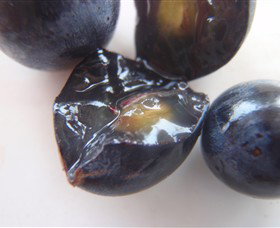 Cannibal Creek Vineyard - Tweed Heads Accommodation 5