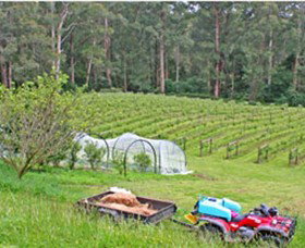 Peveril Vineyard/Beechy Berries - Tweed Heads Accommodation 1