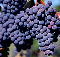 Morningside Vineyard - Tweed Heads Accommodation