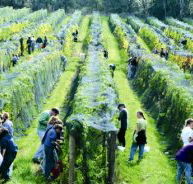 Crosswinds Vineyard - Tweed Heads Accommodation