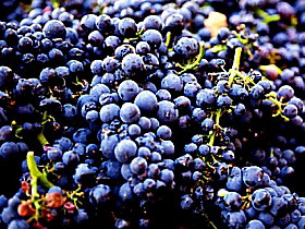 Tolpuddle Vineyard - Tweed Heads Accommodation 0