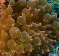 Coral Gardens Dive Site Mooloolaba - Tweed Heads Accommodation