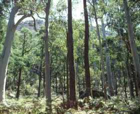 Cathedral Range State Park - Tweed Heads Accommodation 0