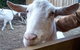 Drysdale Cheeses - thumb 0