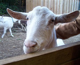 Drysdale Cheeses - Tweed Heads Accommodation 0