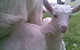 Drysdale Cheeses - thumb 3