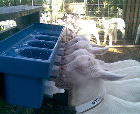 Drysdale Cheeses - Tweed Heads Accommodation 9