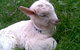 Drysdale Cheeses - thumb 12