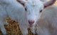 Drysdale Cheeses - thumb 14
