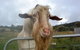 Drysdale Cheeses - thumb 16