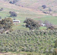 Wymah Organic Olives and Lambs - Tweed Heads Accommodation