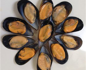 Advance Mussel Supply - Tweed Heads Accommodation 3