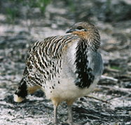 Yongergnow Australian Malleefowl Centre - Tweed Heads Accommodation
