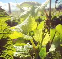 Punt Road Winery - Tweed Heads Accommodation