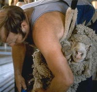 Kuriong Sheep Station - Tweed Heads Accommodation